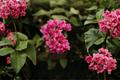Mexican Creeper Antigonon leptopus - 2 Live Plants 4–6 Inches Tall, Climbing Vine (No Pots)