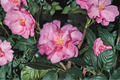 Japanese Camellia Ballet In Pink 1 Gallon - Evergreen Flowering Shrub