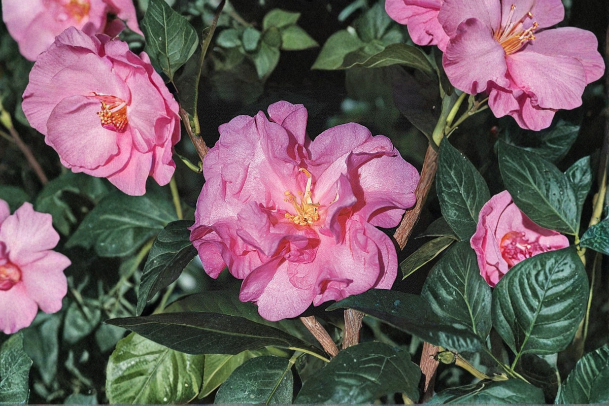 Japanese Camellia Ballet In Pink 1 Gallon - Evergreen Flowering Shrub