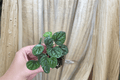 Peperomia Burbella Starter Plants (2) Bare Root – Live Tropical Houseplant