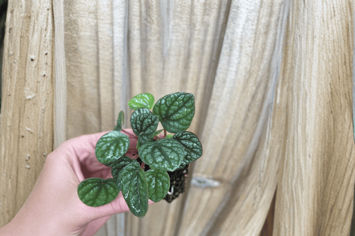 Peperomia Burbella Starter Plants (2) Bare Root – Live Tropical Houseplant