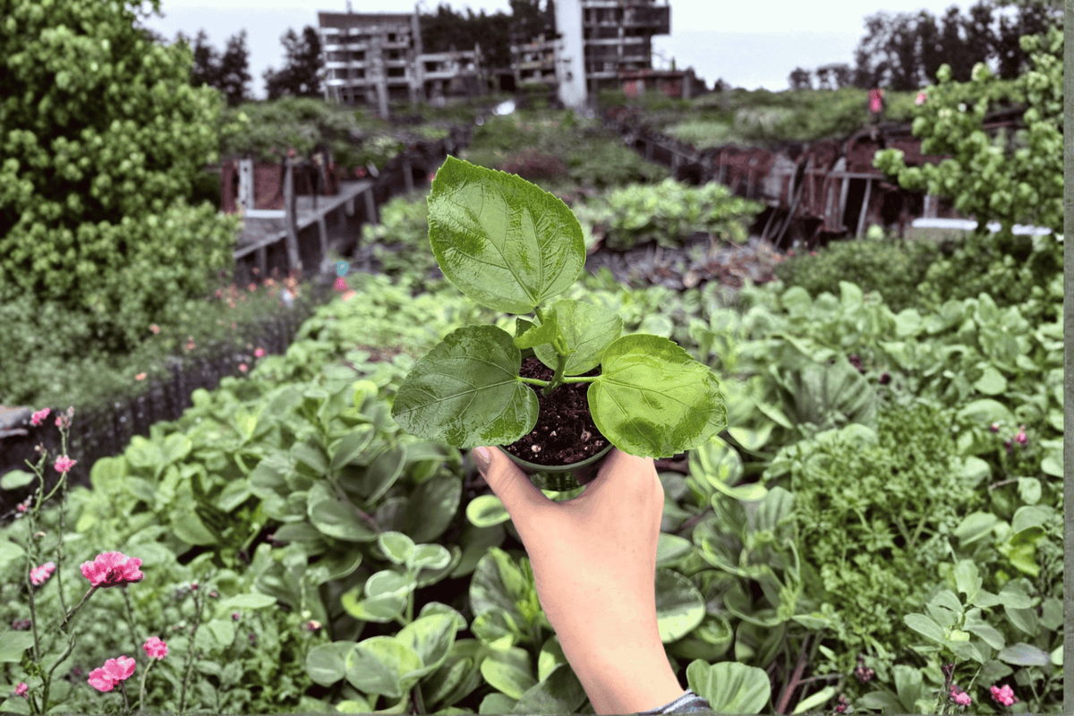 Space Oddity Hibiscus Live Starter Plants (2) Bare Root in Protective Soil Pods