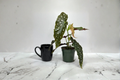 Begonia Maculata Live Plant - Polka Dot Begonia Starter Cutting