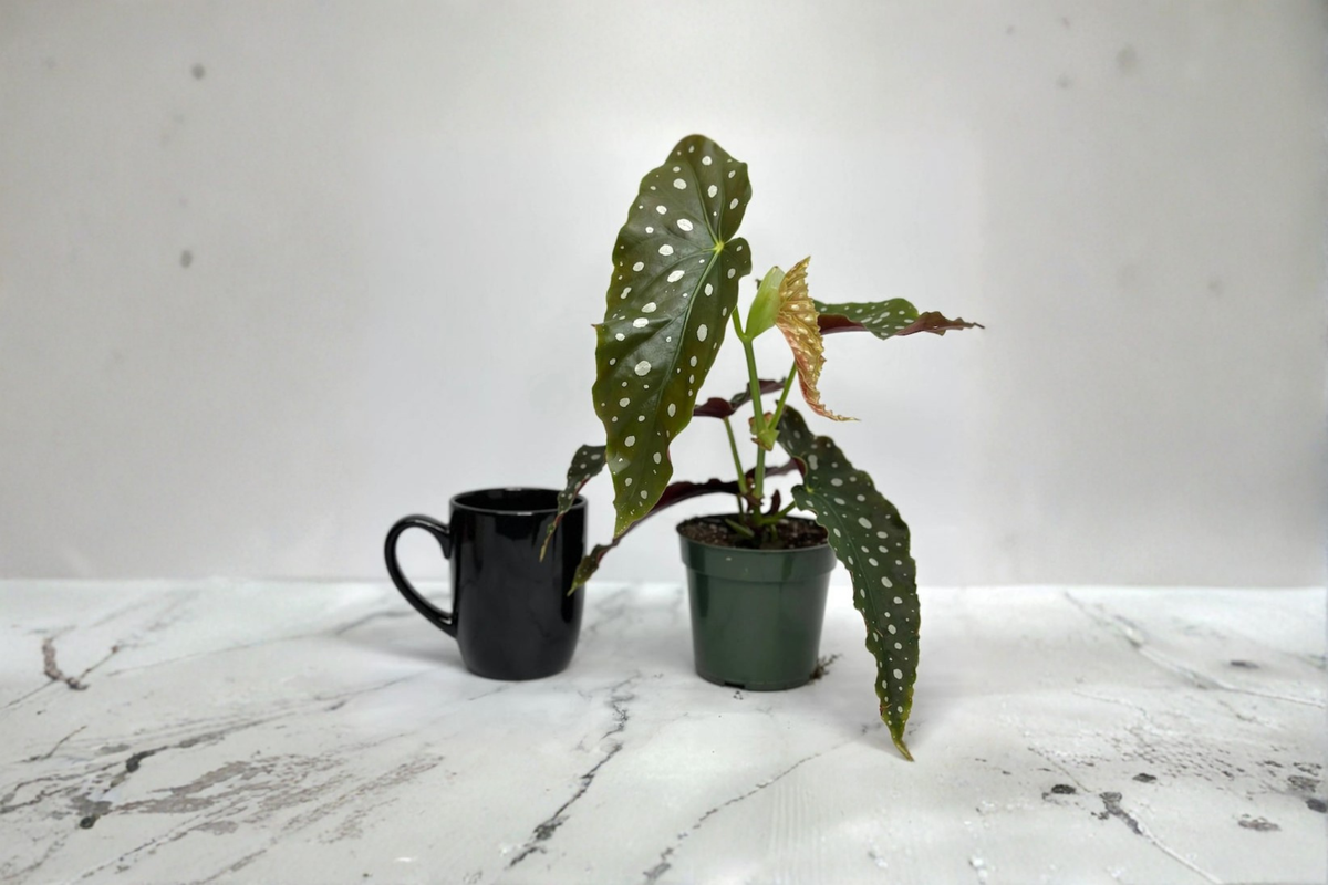 Begonia Maculata Live Plant - Polka Dot Begonia Starter Cutting