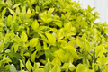 Epipremnum Champs Elysees Pothos Live Plant • 4-Inch Rooted Cuttings