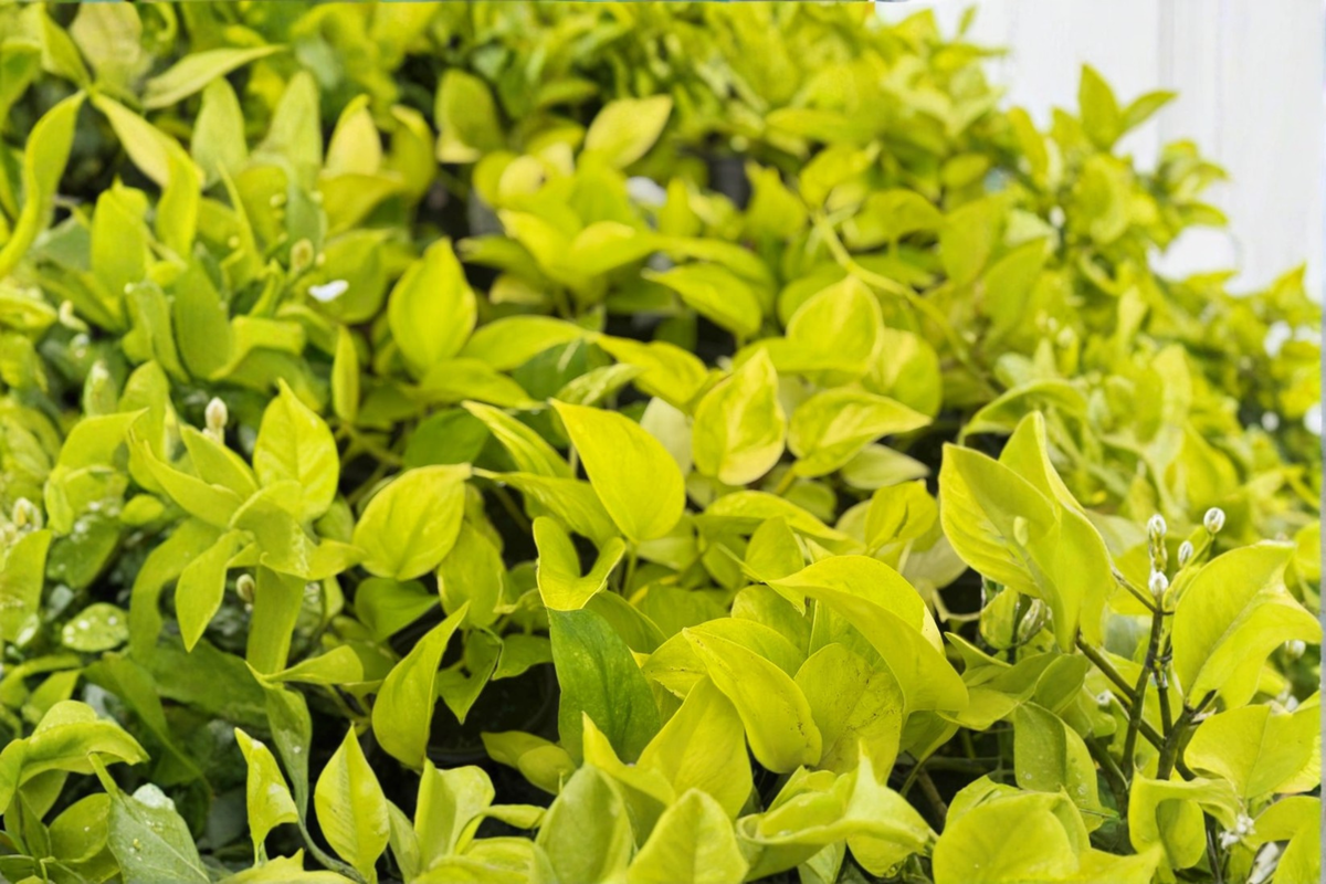 Epipremnum Champs Elysees Pothos Live Plant • 4-Inch Rooted Cuttings