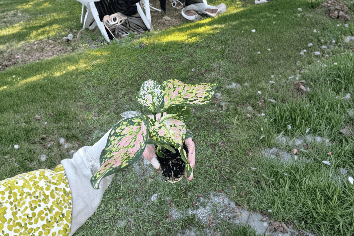 Aglaonema Wishes Starter Plants (2-Pack) Bare Root | Tropical Foliage