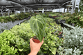 Anthurium Legend x Magnificum Live Plants - 2 Plants in Bare Root, 4-Inch Listed (Exact Plants)