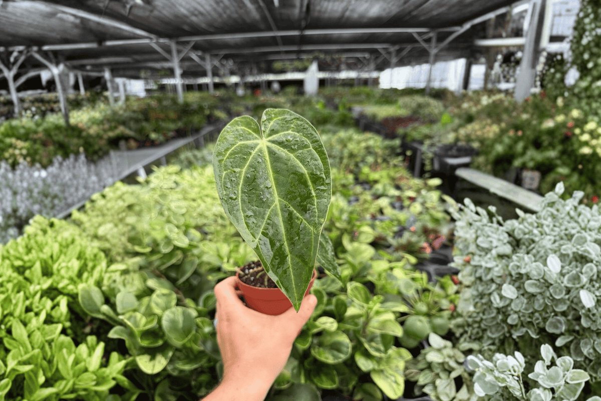 Anthurium Legend x Magnificum Live Plants - 2 Plants in Bare Root, 4-Inch Listed (Exact Plants)