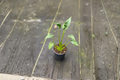 Alocasia Tiny Dancer - Rooted Starter Plant | Indoor Tropical Houseplant