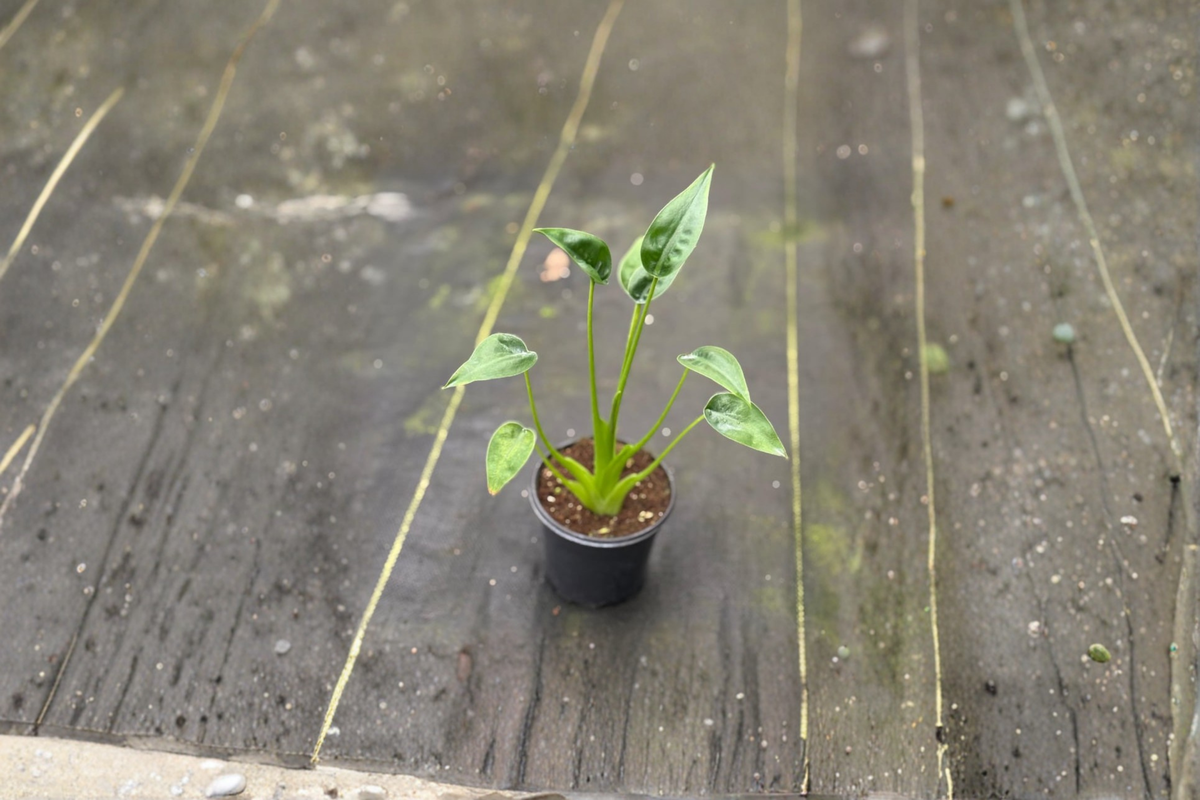 Alocasia Tiny Dancer - Rooted Starter Plant | Indoor Tropical Houseplant