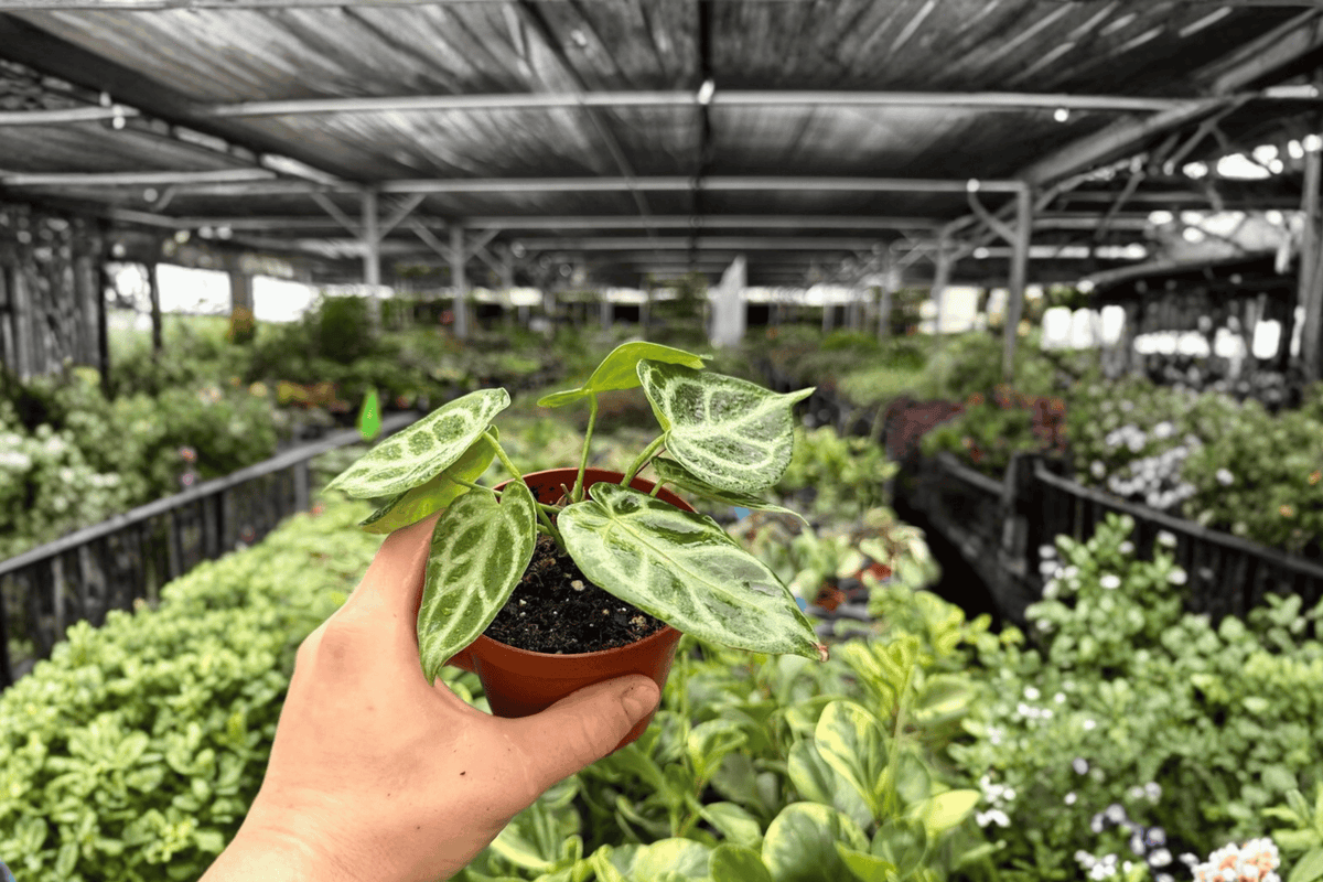 Anthurium Silver Narrow - 2 Live Plants in 4-Inch Pots (Exact Plants)