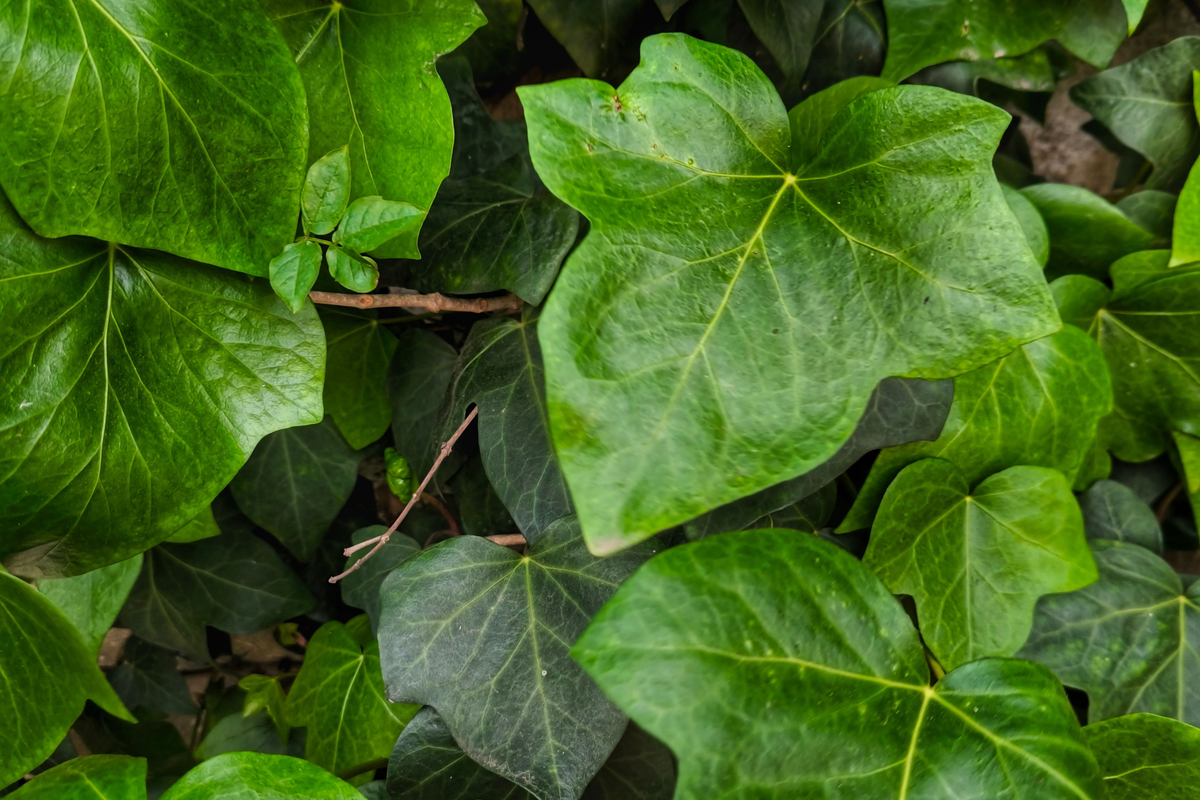 25 Rooted English Ivy Plants Hedera helix – Starter Plants