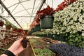 Begonia Oteka - 2 Live Starter Plants in Soil Pods (Begonia ‘Oteka’)