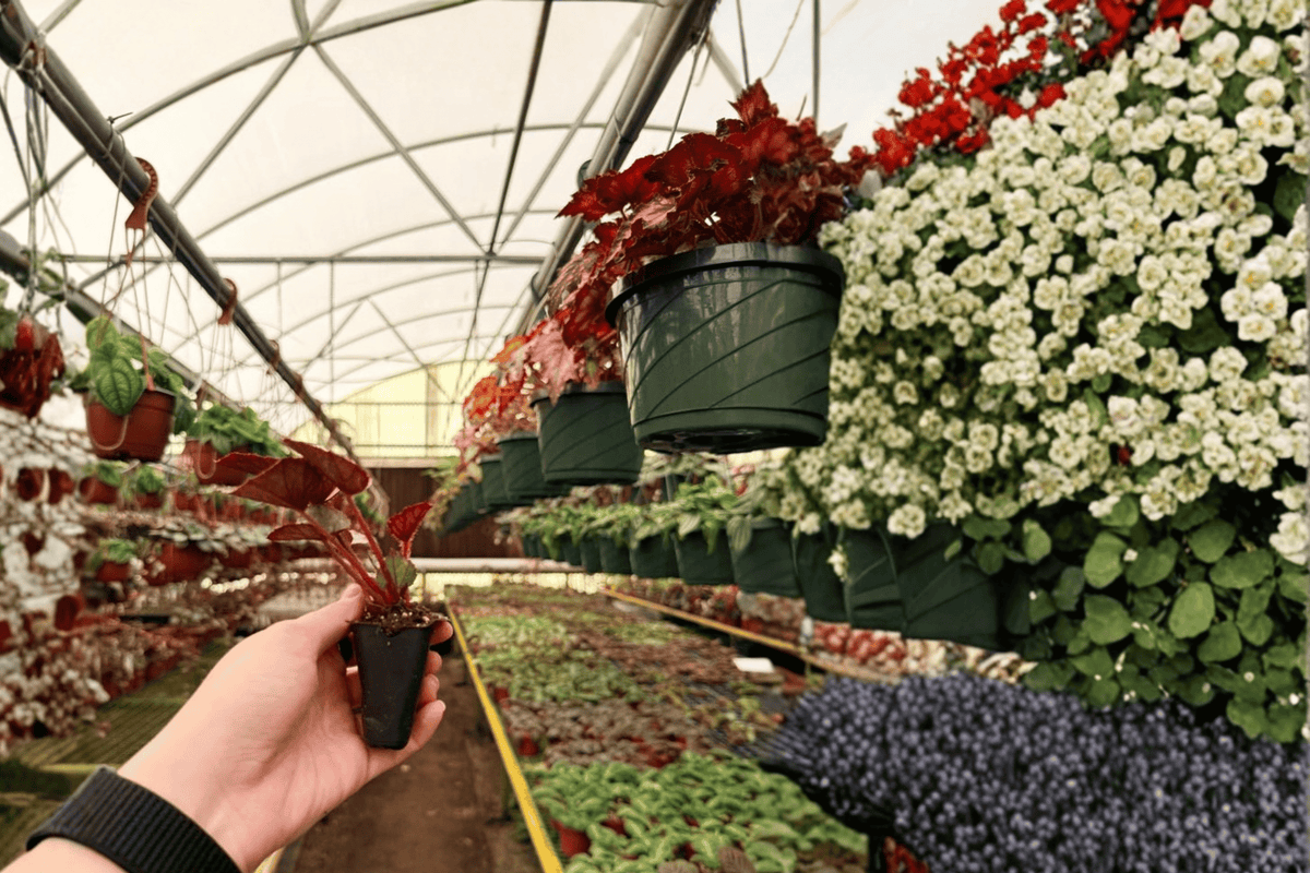Begonia Oteka - 2 Live Starter Plants in Soil Pods (Begonia ‘Oteka’)