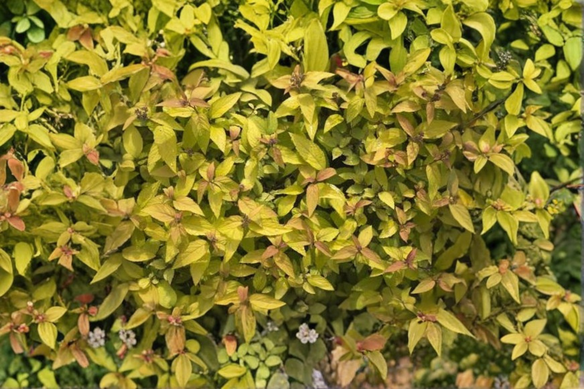 Gold Flame Spirea Live Plant – Quart Pot or Bare Root, 10–14” Tall