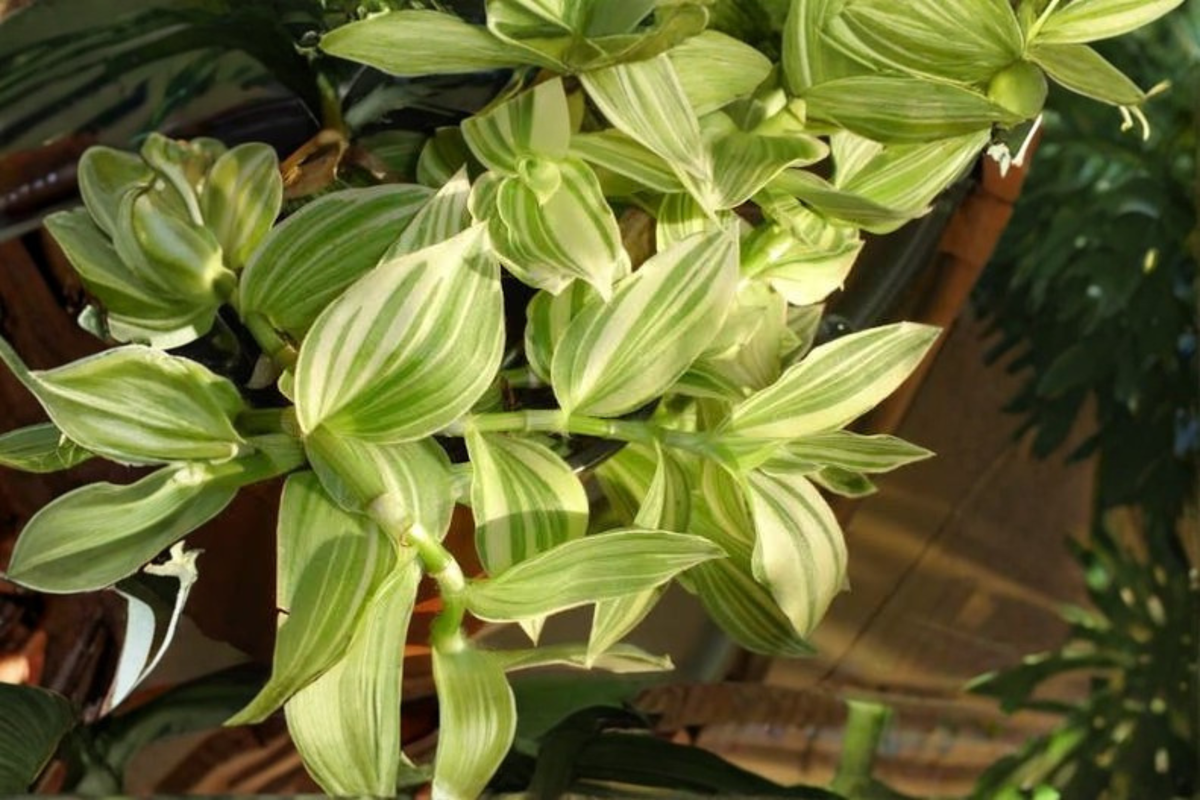 Variegated Tradescantia fluminensis Live Potted Plant | Wandering Dude