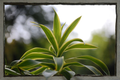 Dracaena 'Tornado' Live Plant – 4 Inch Pot | Curly Dracaena fragrans