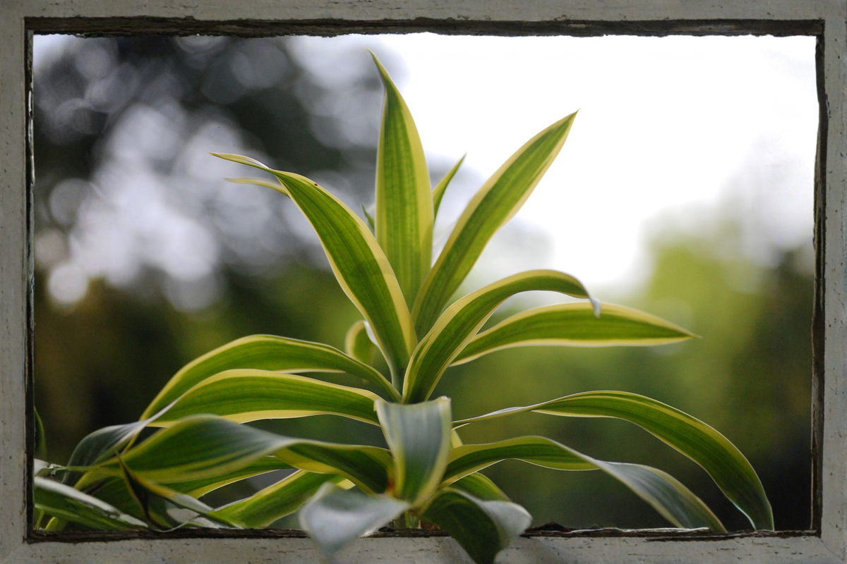Dracaena 'Tornado' Live Plant – 4 Inch Pot | Curly Dracaena fragrans