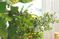 Allspice Live Plant Pimenta dioica Tree 3-4 ft Tall in Pot – Tropical Evergreen, Container Friendly
