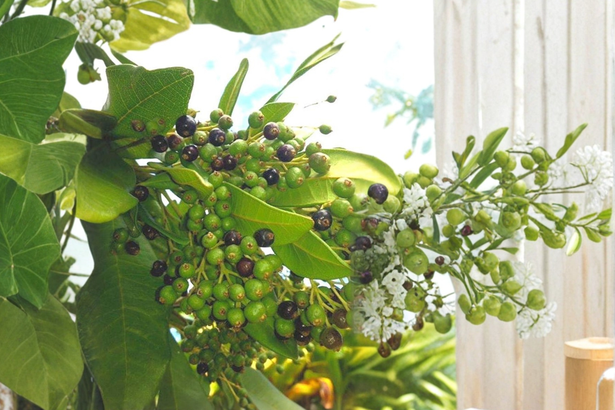 Allspice Live Plant Pimenta dioica Tree 3-4 ft Tall in Pot – Tropical Evergreen, Container Friendly