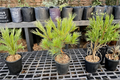Caboose White Pine (Pinus strobus ‘Caboose’) 12 Inch Live Plant in 1-Gallon Pot