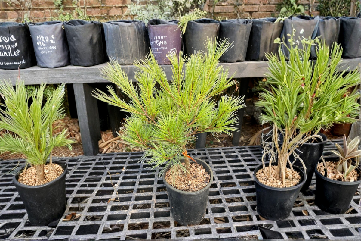 Caboose White Pine (Pinus strobus ‘Caboose’) 12 Inch Live Plant in 1-Gallon Pot