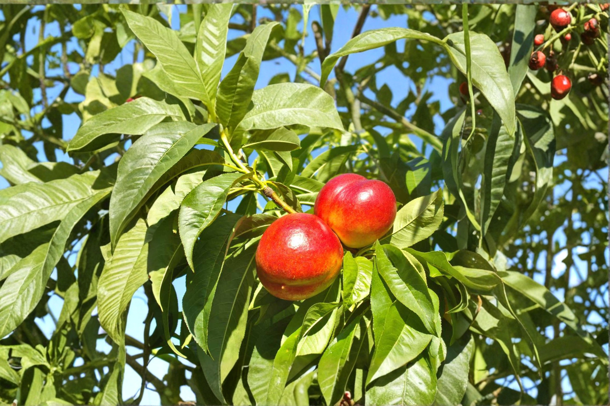 Eastern Glo Nectarine Tree - Prunus persica nucipersica 4–6 ft Live Fruit Tree