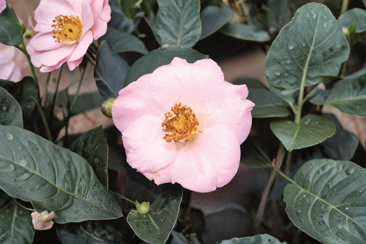 Fall Blooming Camellia ‘Autumn Mist’ 1 Gallon Live Plant – Camellia sasanqua Pink White