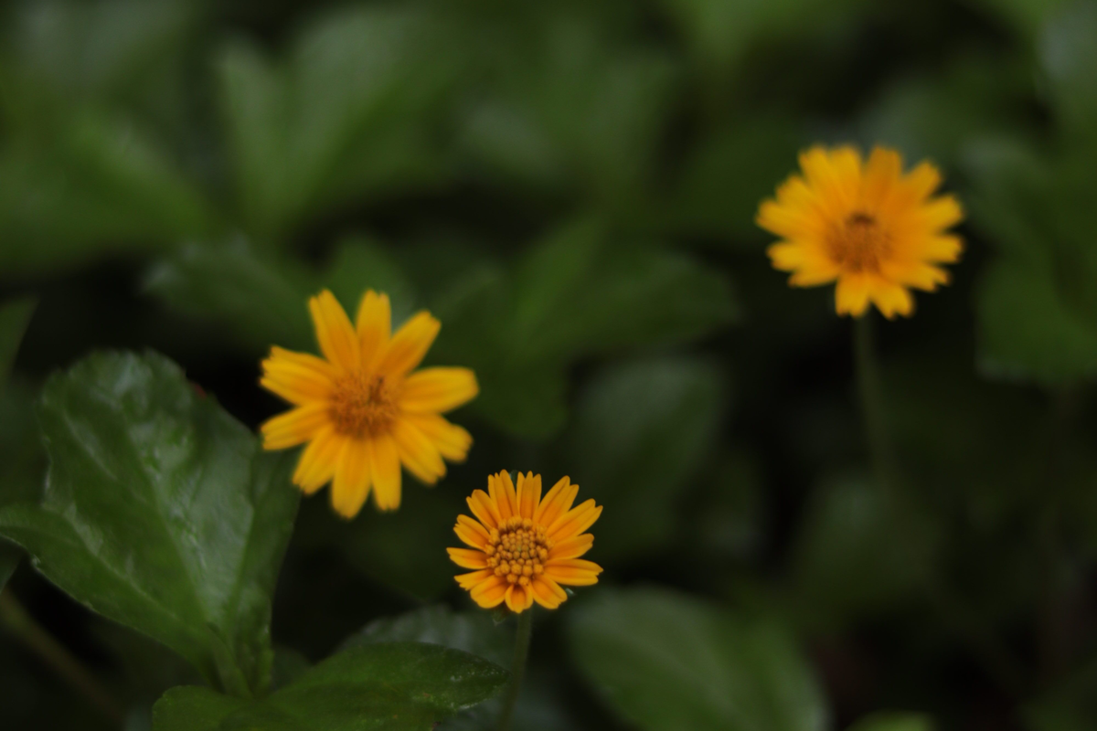 Creeping Daisy Wedelia Live Rooted Plant with 5 Cuttings - Yellow Flowering Perennial