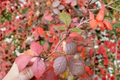 Fragrant Aromatic Sumac Rhus aromatica - 2 Live Shrubs ~16" Tall