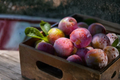 Methley Plum Tree - Live Prunus salicina Methley, Ready to Plant