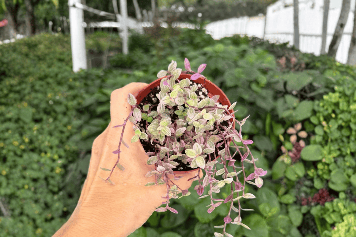 Tradescantia 'Pink Panther' - 2 Live Plants in 4-Inch Pots