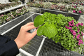 Purple Magic Hibiscus Starter Plants (2) - Hibiscus rosa-sinensis Bare Root