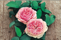 Salmon English Rose Seeds - 20 Seeds, Ornamental flowering shrub for Outdoor Gardens