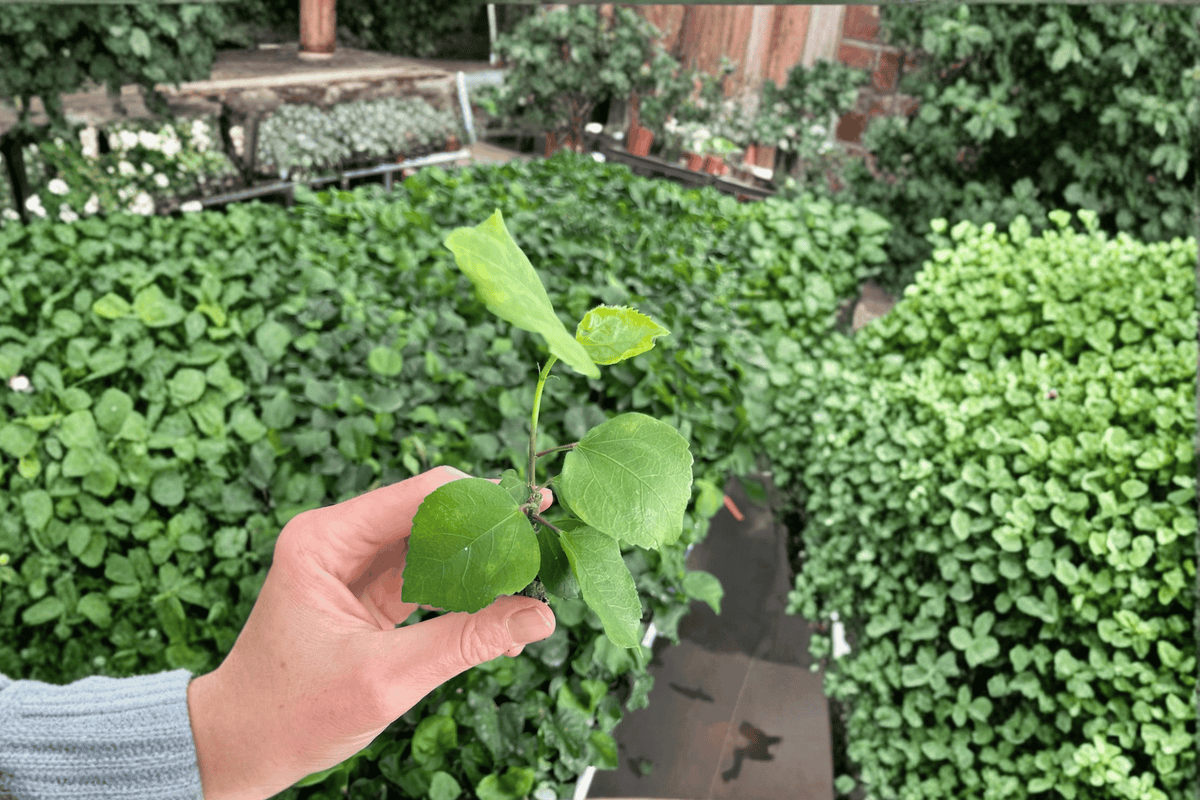 Acapulco Gold Hibiscus Live Starter Plants (2) Bare Root in Soil Pod – Hibiscus rosa-sinensis