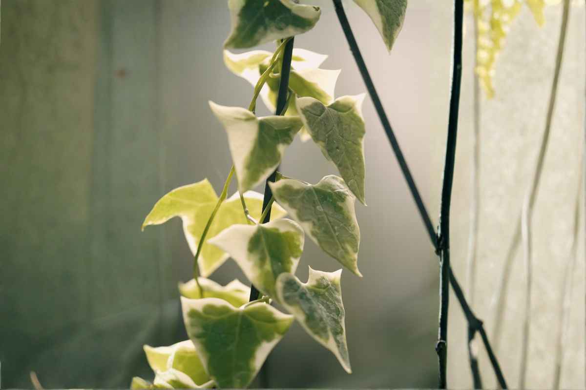 Variegated English Ivy Glacier Live Plants (2) Hedera helix - Trailing Houseplants