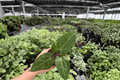Antthurium Legend x Blue Xone Live Plants - 4-Inch Pots (2) | Tropical Hybrid