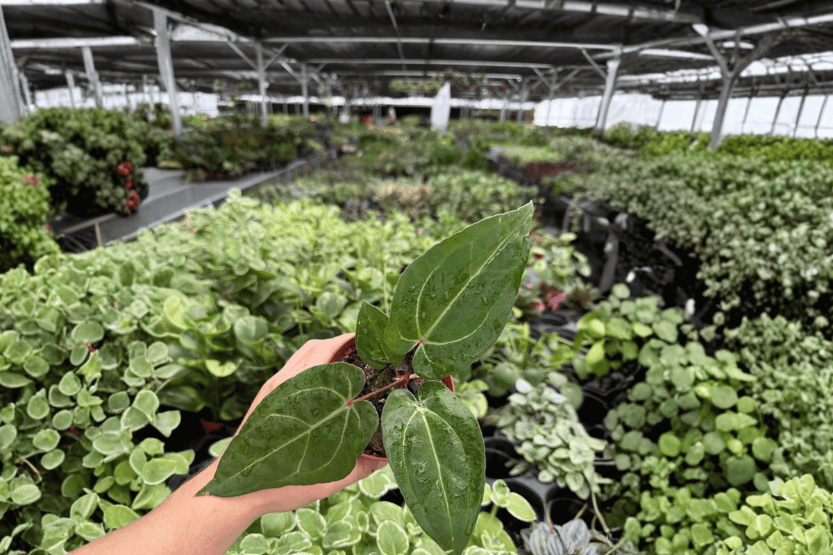 Antthurium Legend x Blue Xone Live Plants - 4-Inch Pots (2) | Tropical Hybrid