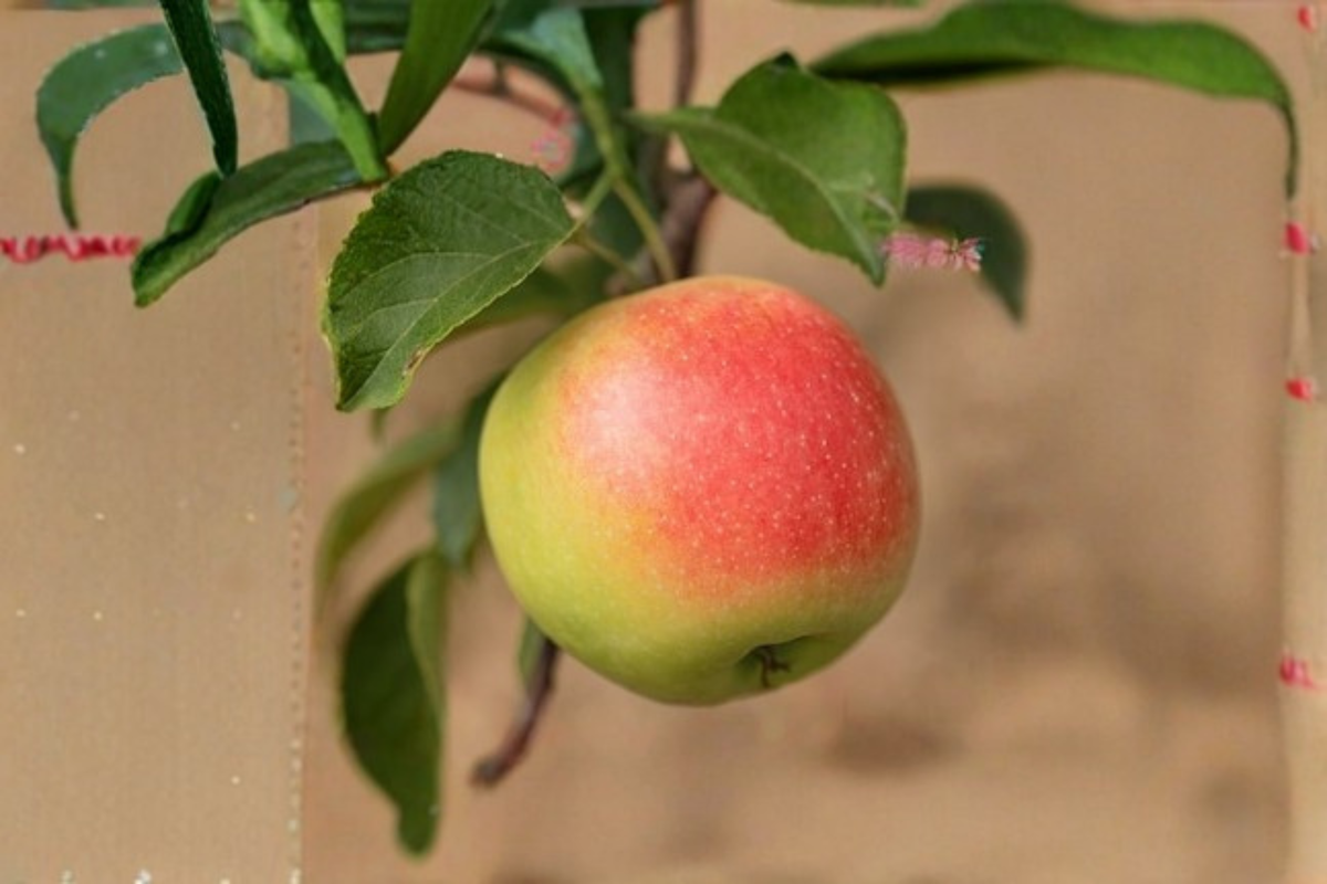 Jumbo Apple Tree Seeds - 10 Open-Pollinated Malus domestica Seeds for Outdoor Planting