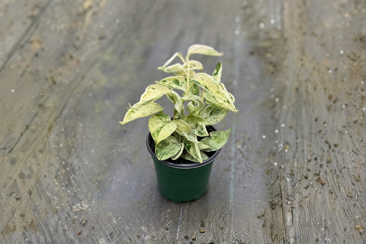 Scindapsus Marble Queen Satin Pothos - 4 Inch Live Plant