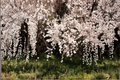 Weeping Yoshino Cherry Live Plant 24–36 Inches Tall – Prunus × yedoensis