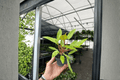 Philodendron Painted Lady - 2 Live Plants in 4-Inch Pots