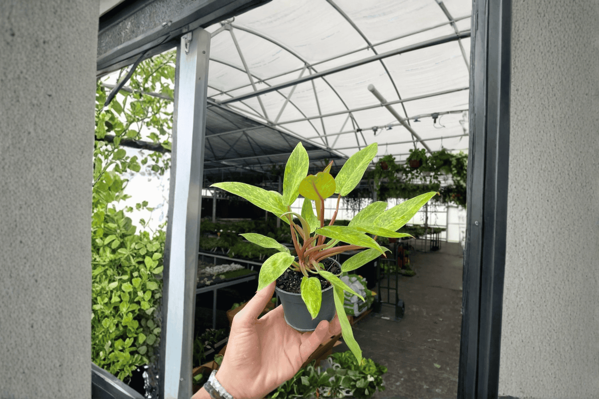 Philodendron Painted Lady - 2 Live Plants in 4-Inch Pots