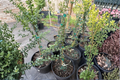 White Finger Lime Tree KB-37 Grafted – Citrus australasica, 2 ft Tall, Patio/Container