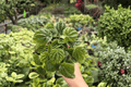 Peperomia Green Ripple - 2 Live Plants in 4-Inch Pots | Peperomia caperata