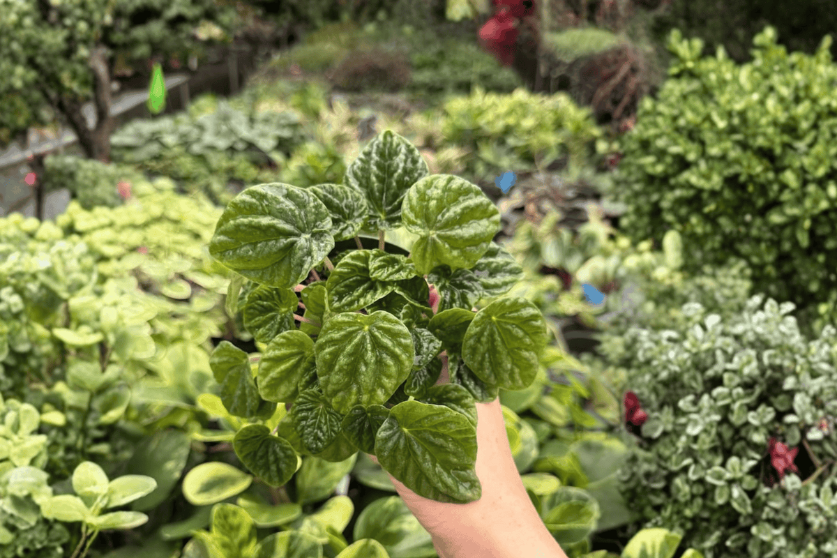 Peperomia Green Ripple - 2 Live Plants in 4-Inch Pots | Peperomia caperata
