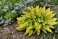 Time in a Bottle Hosta – 3-Inch Pot Starter Plant