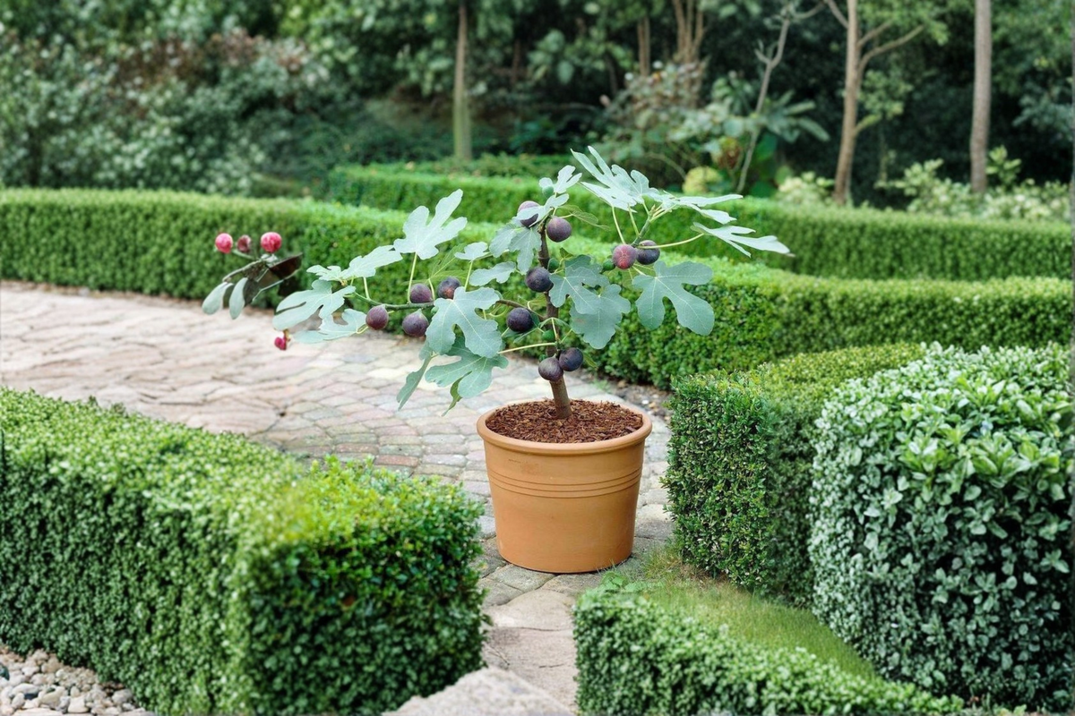 Celeste Fig Cutting - Fresh Propagation Cutting (One) Ficus carica 'Celeste'