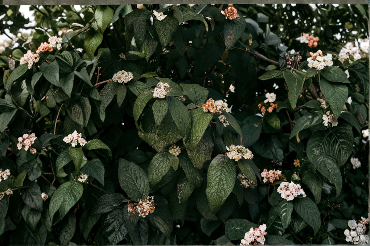 Mary Milton Viburnum (Japanese Snowball) Live Plant – 3.5" Pot